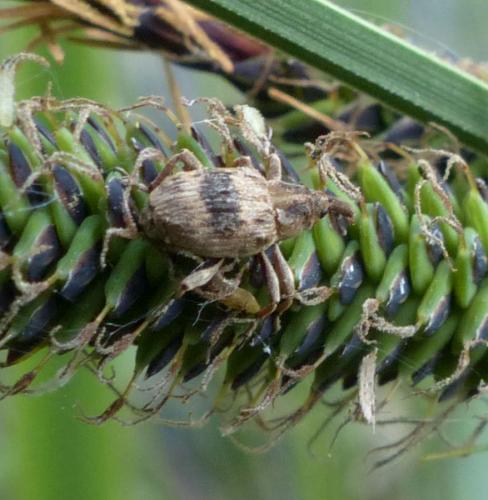 Tapinotus sellatus